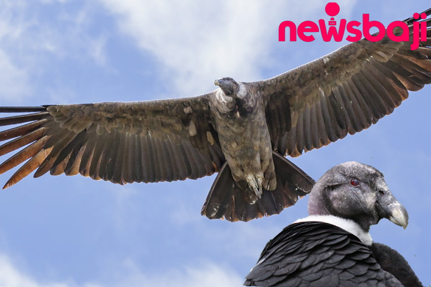 एंडीज पर्वत श्रृंखला के आसपास Andean Condor को देखा जा सकता है।