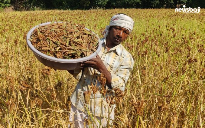 रागी की फसल को बढ़ावा दिया जा रहा है.