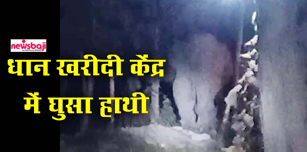 कोरबा के धान खरीदी केंद्र में घुसे हाथी ने धान चट कर दिया.