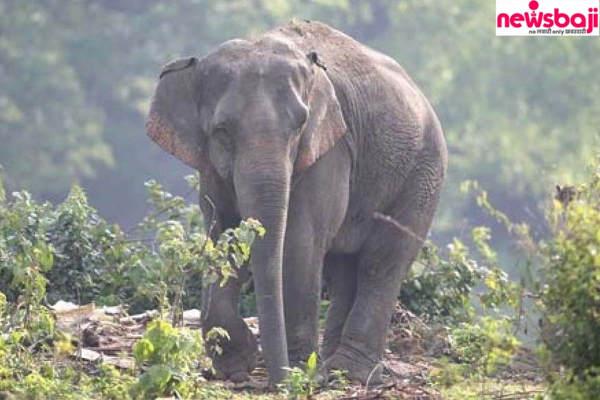 धमतरी जिले में हाथी के हमले से मौत के बाद दहशत का माहौल है.